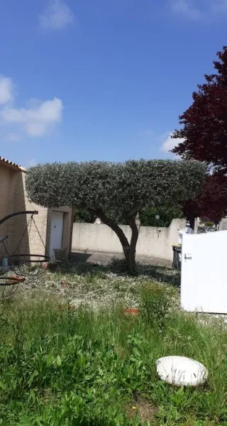 Olivier taillé en plateau dans un jardin du secteur Marsillargues et Lunel