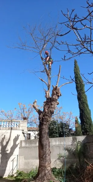 Taille en hauteur d’un arbre fruitier dans un jardin résidentiel du Gard et de l’Hérault